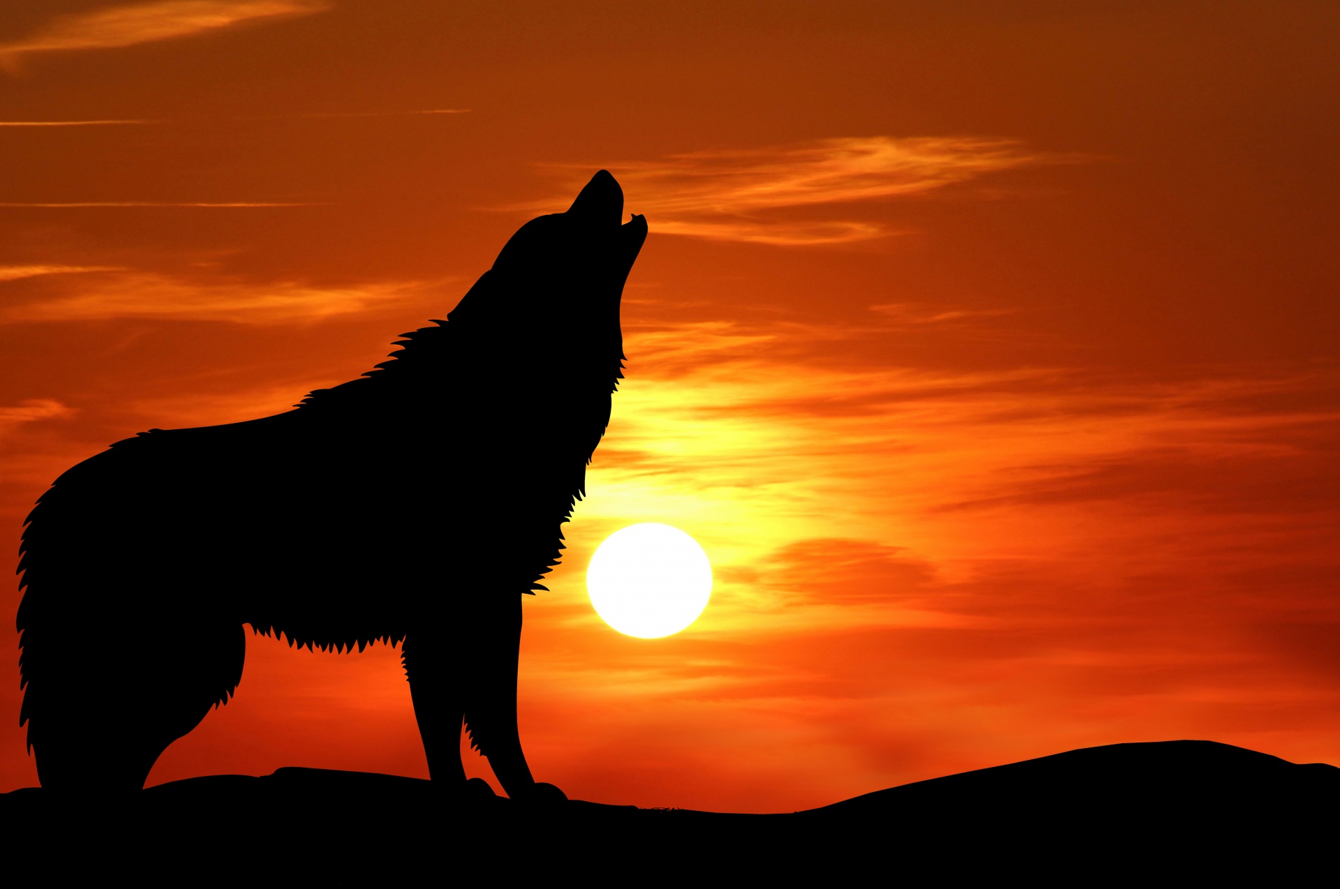 wolf howl howling free photo