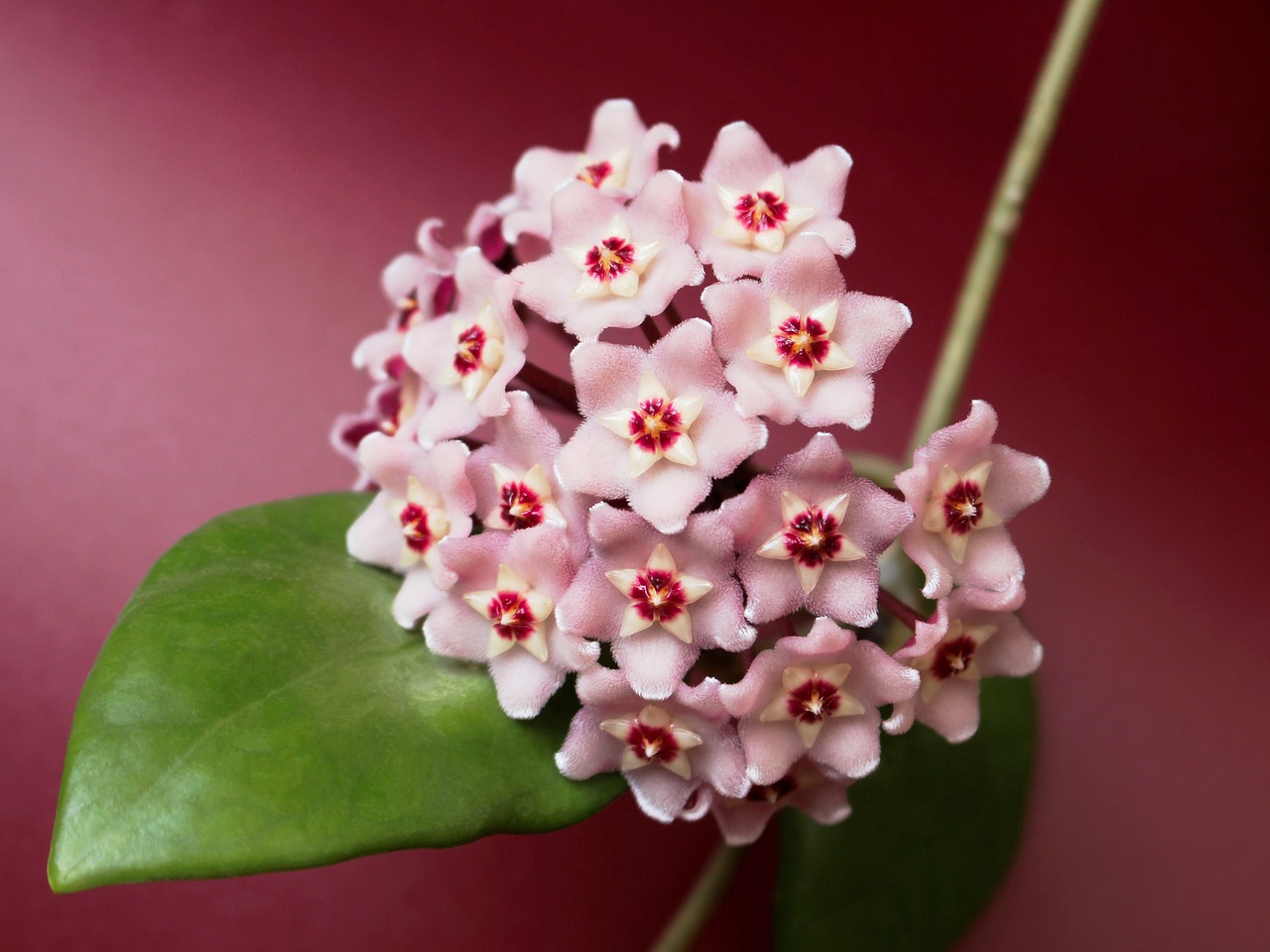 hoya  waxflower  porcelainflower free photo