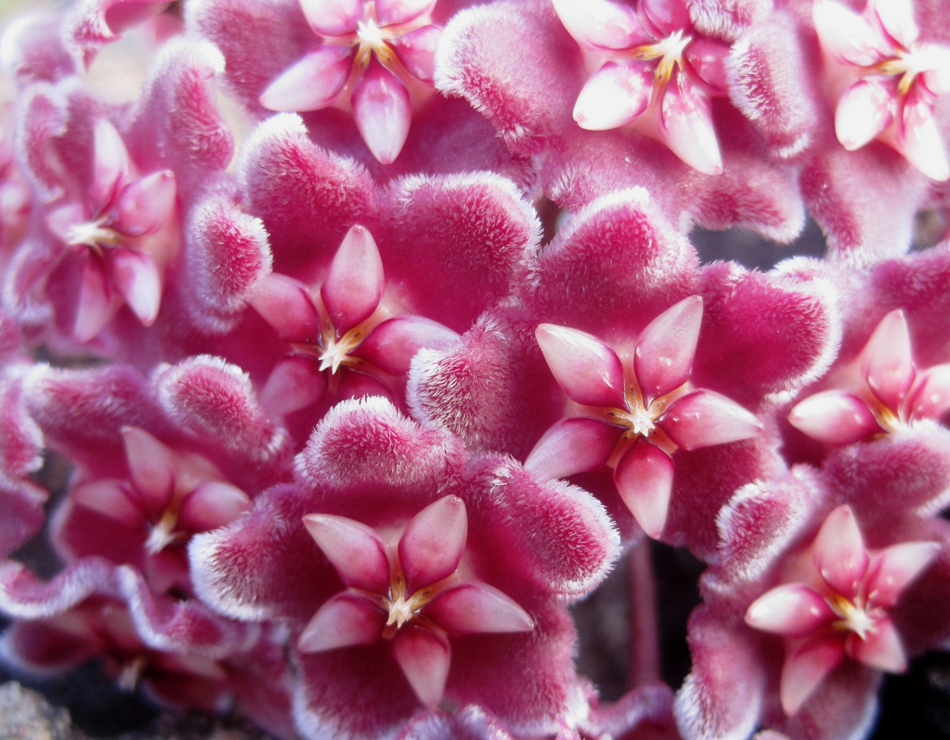 flower head florets pink free photo