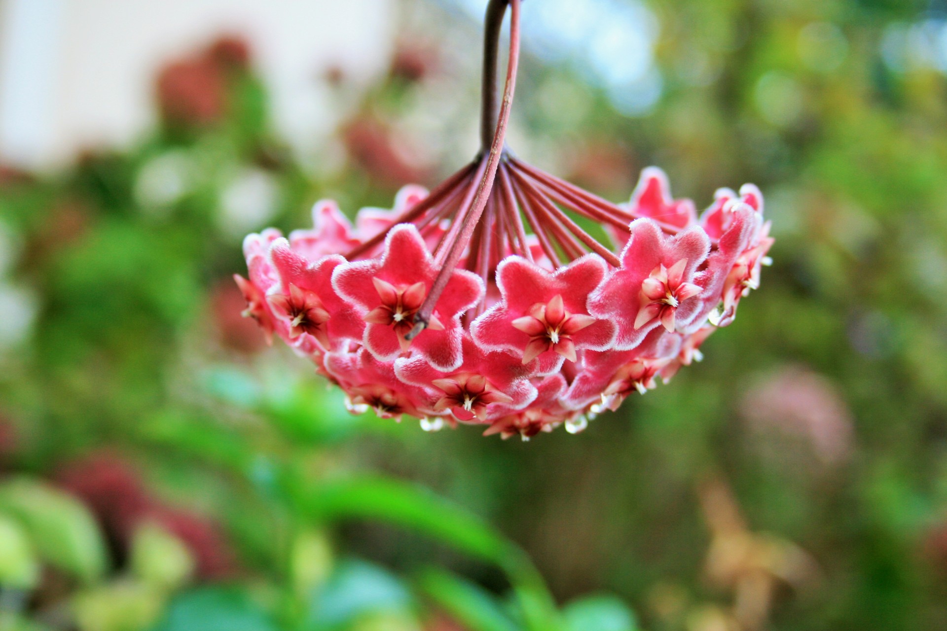 flower pink velvet free photo