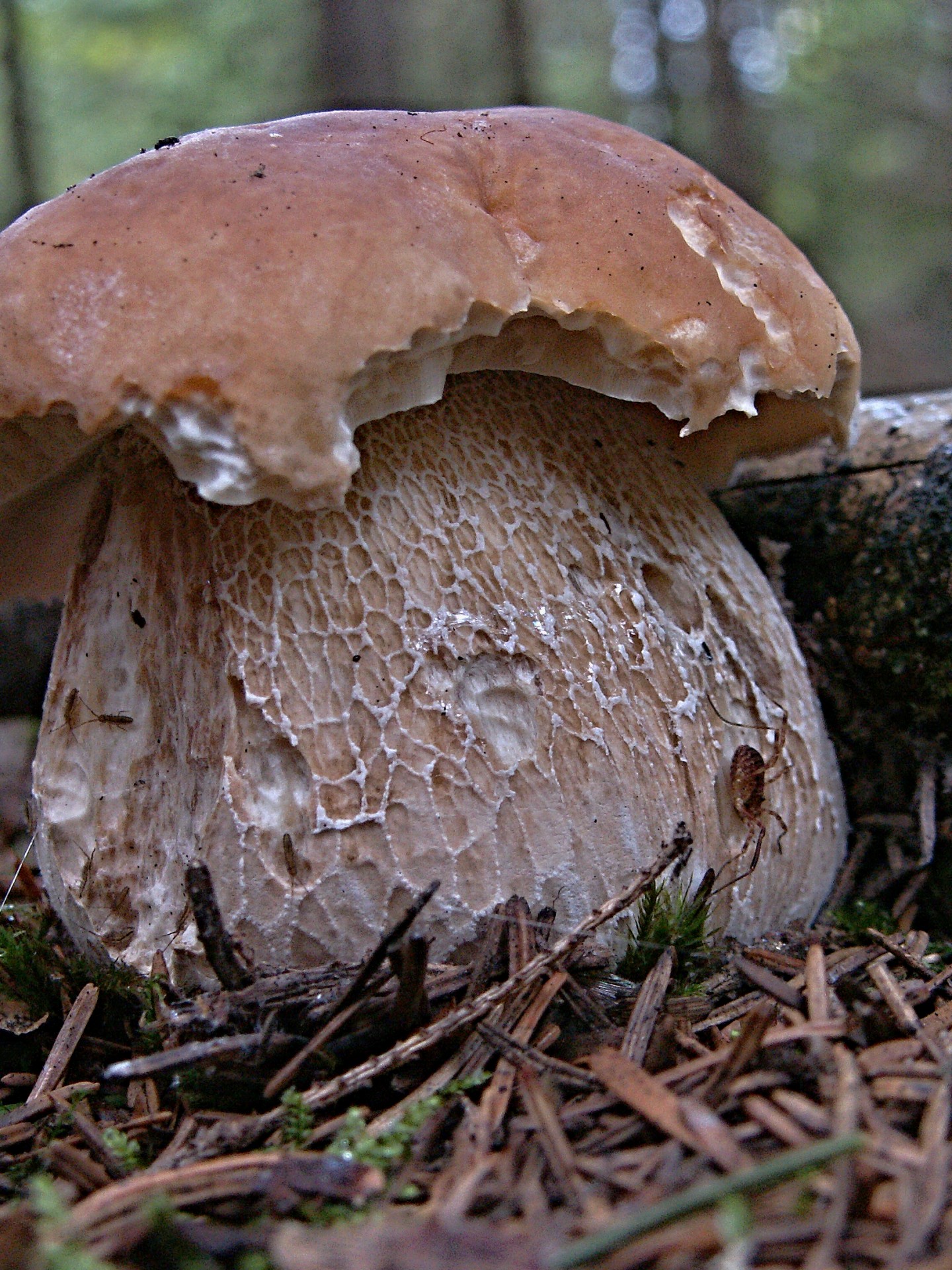 mushroom boletus insects free photo