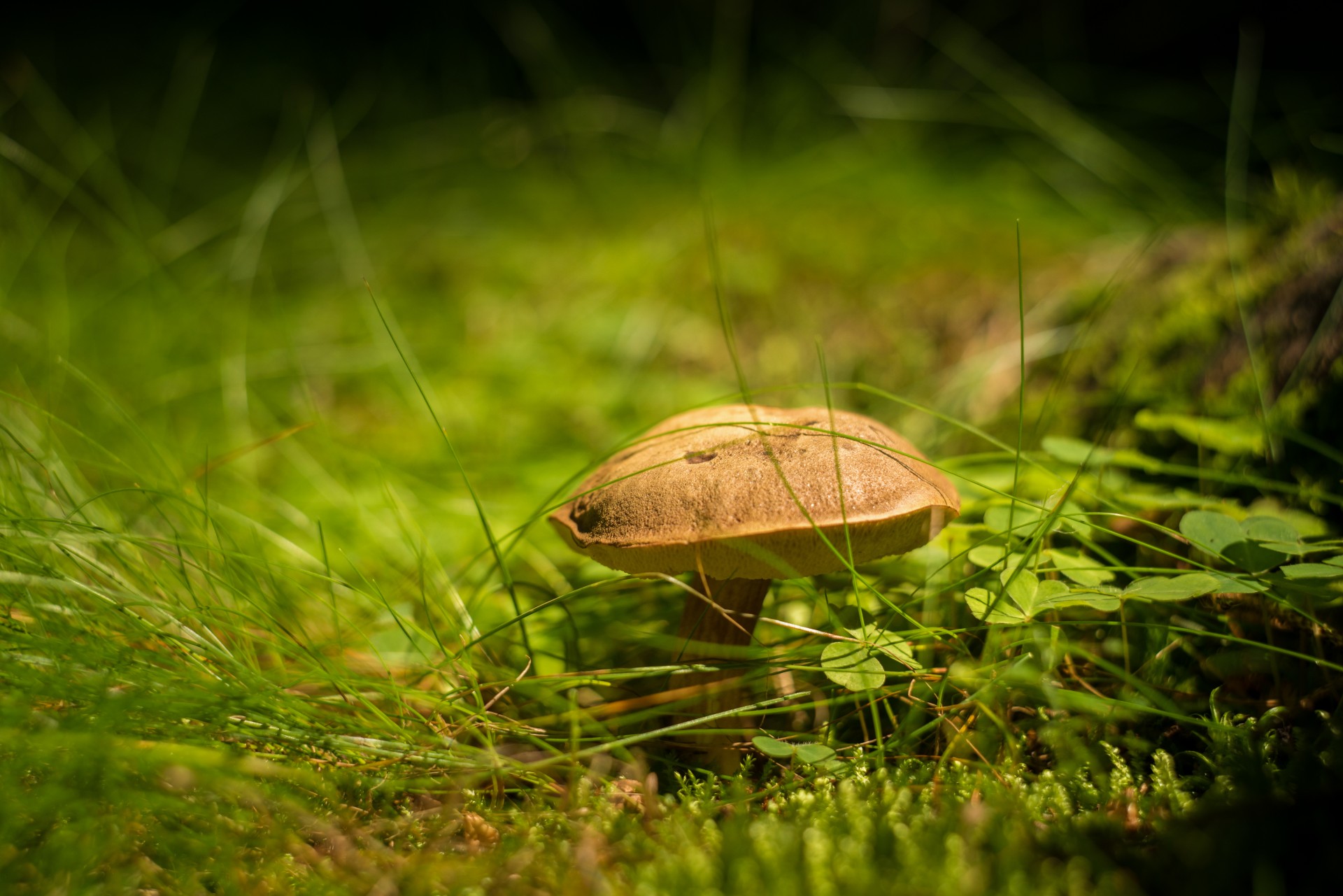 mushroom forest nature free photo