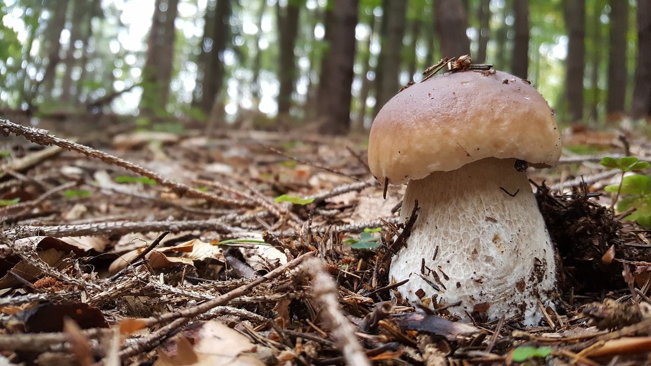 hribik big mushroom forest free photo