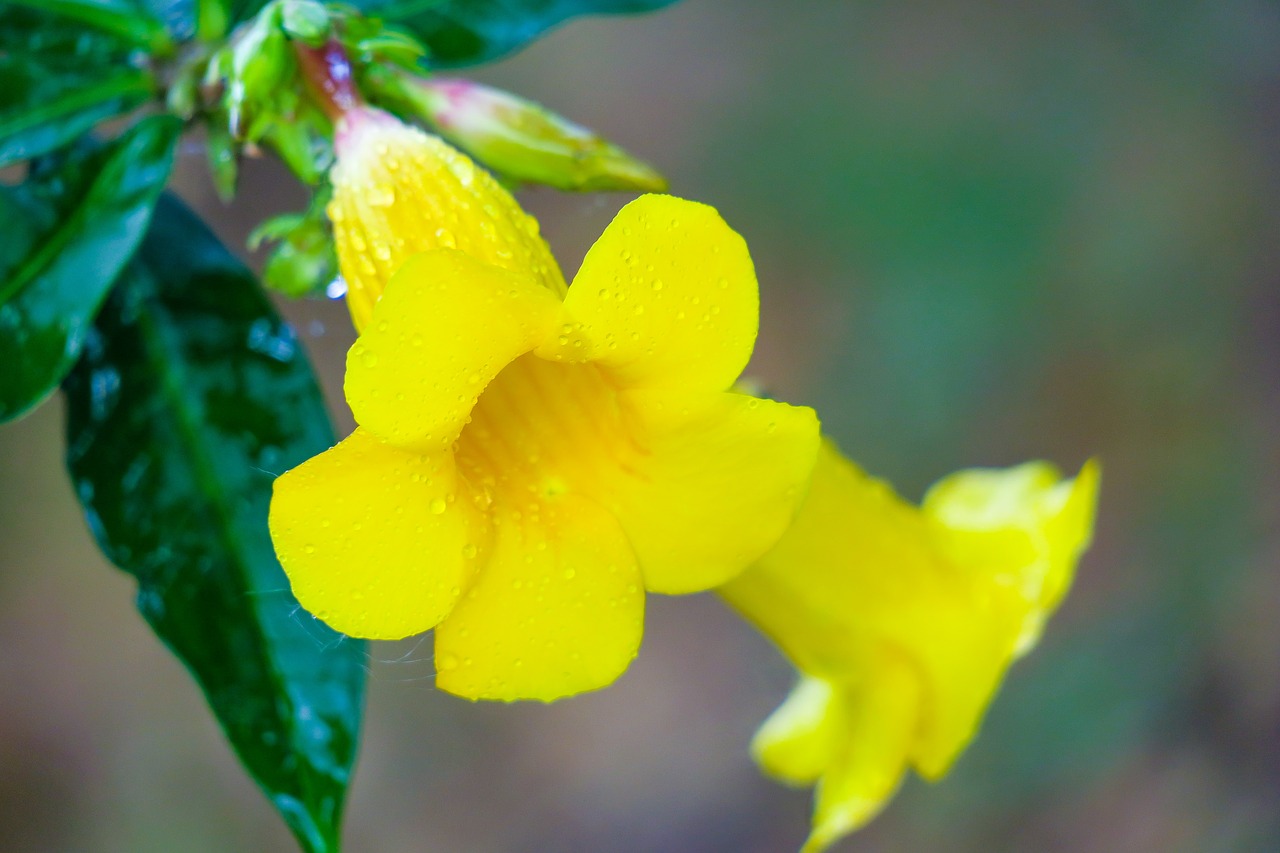 huang chan  plant  nature free photo