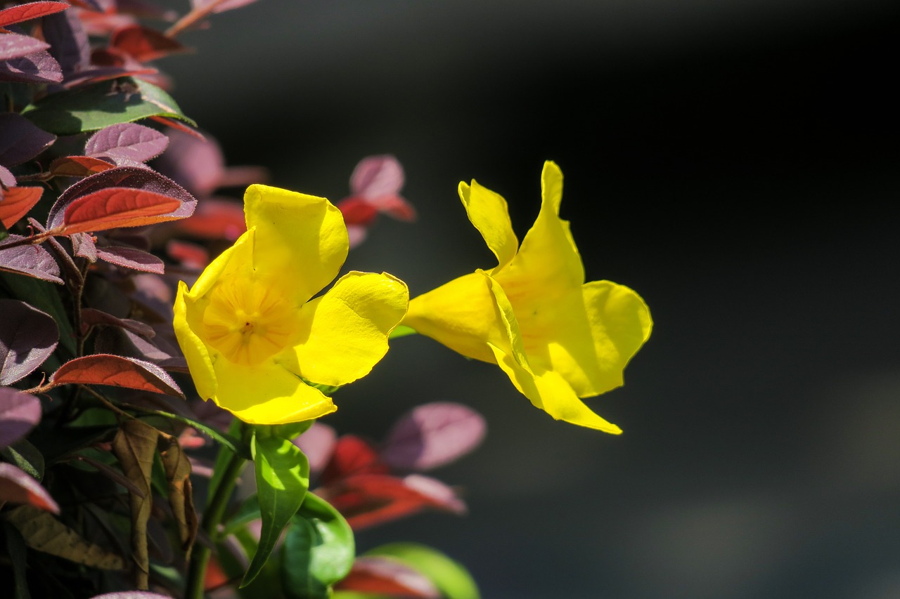 huang chan  flower  plant free photo