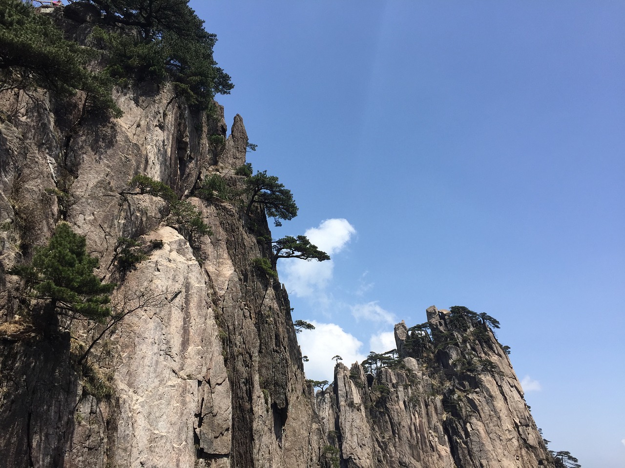 huangshan pine white cloud free photo