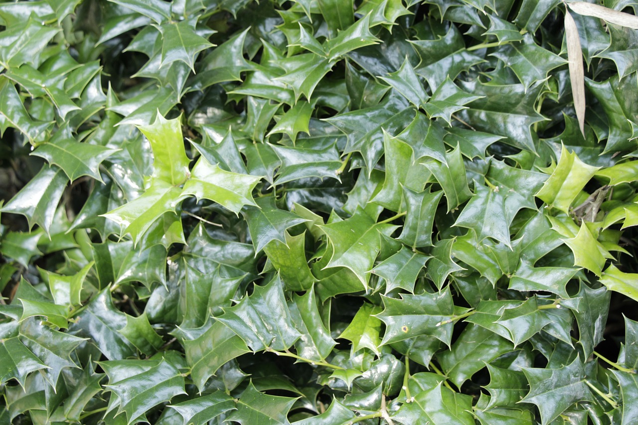 huangshan city green leaf plants fine texture free photo