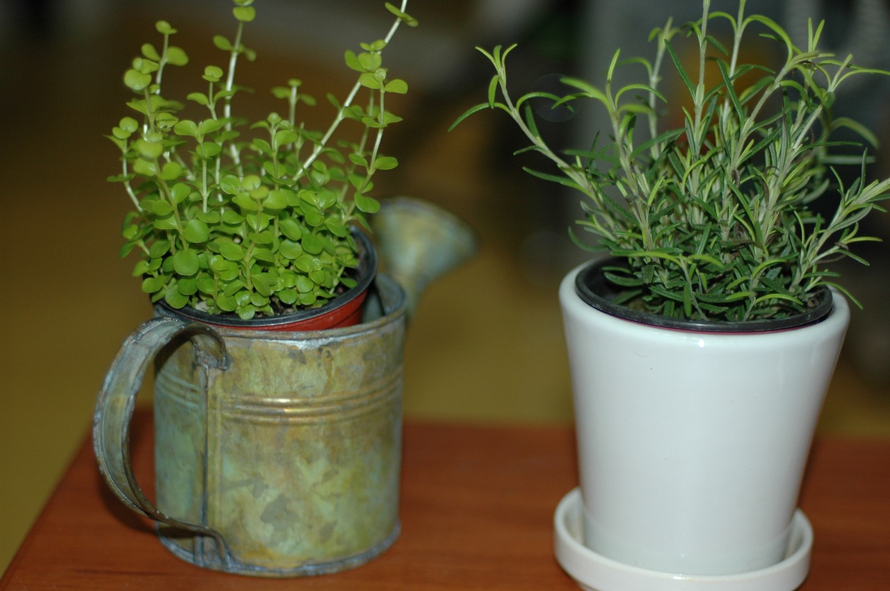 hub potted plant plants free photo