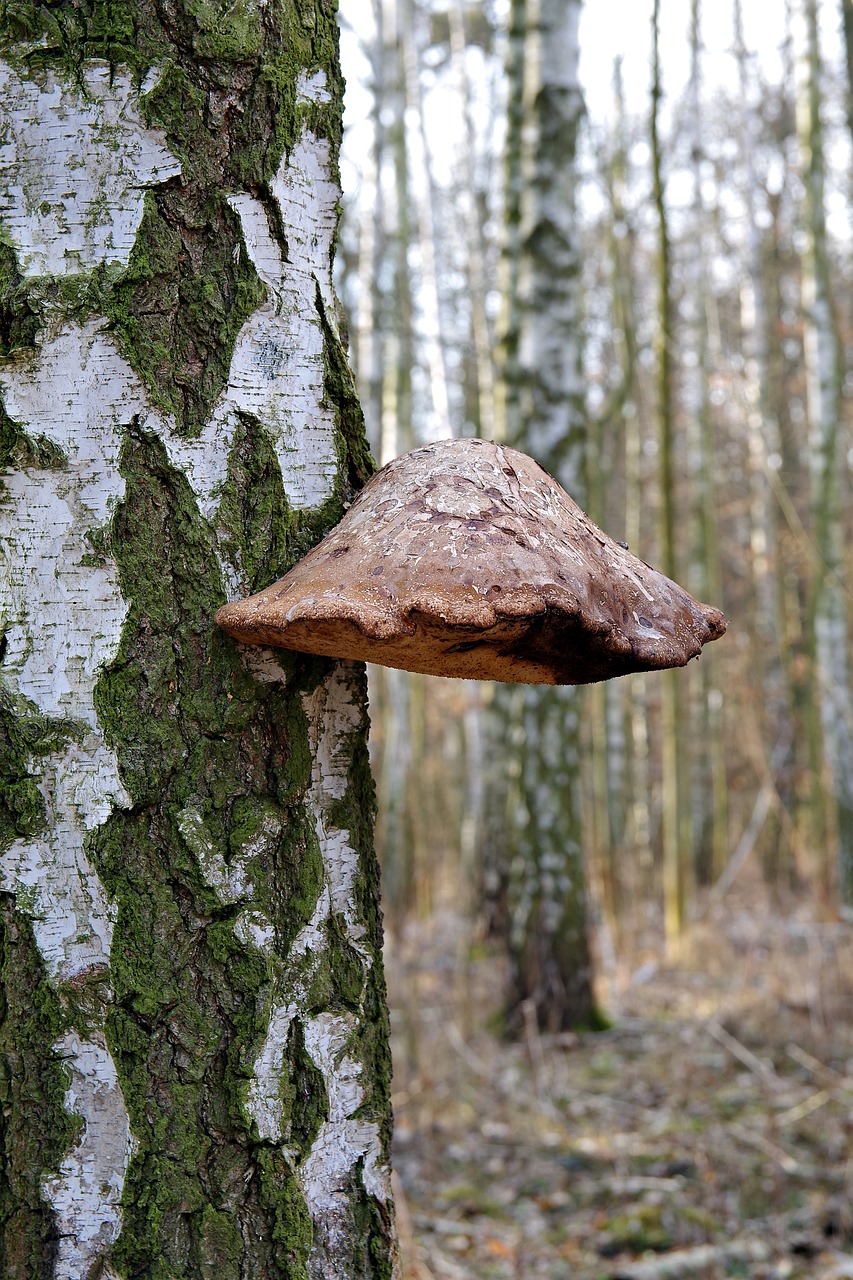 hub mushroom tree free photo