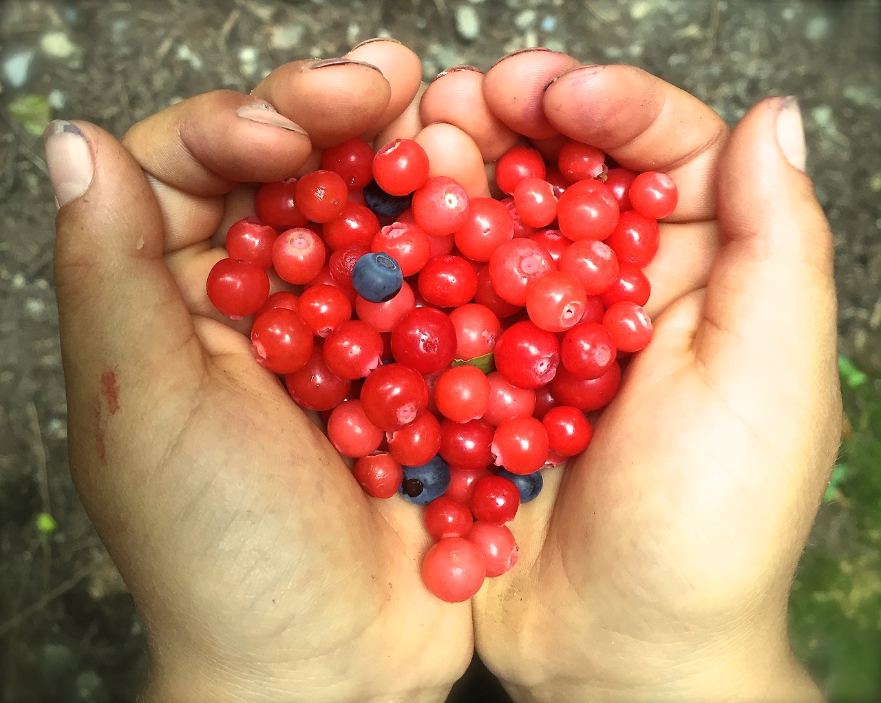 huckleberry heart berries free photo