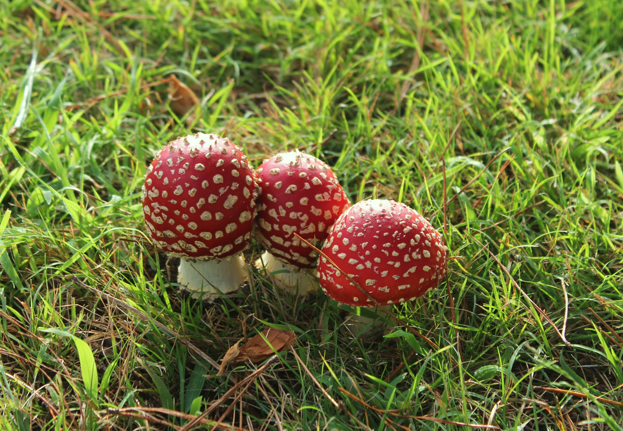 mushroom three fungi free photo