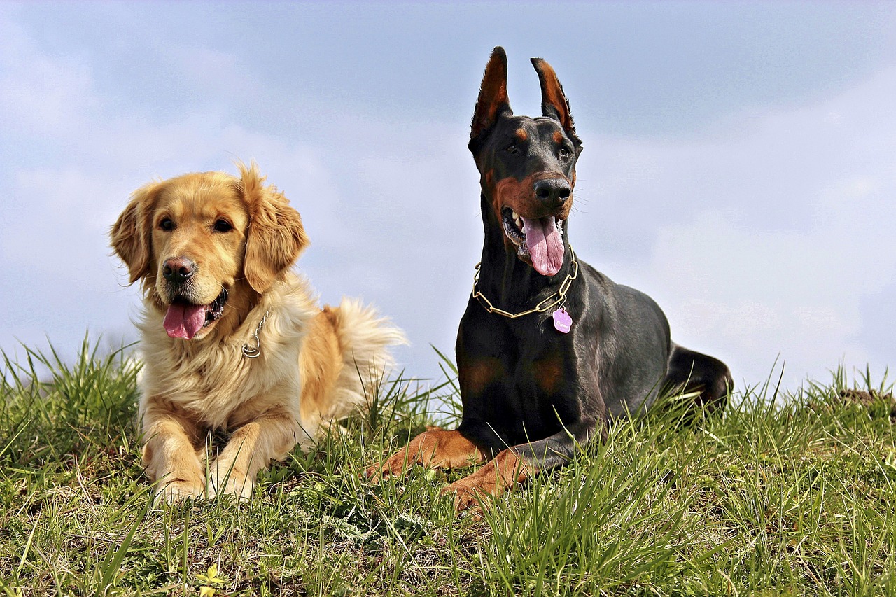 doberman golden retriver dogs free photo