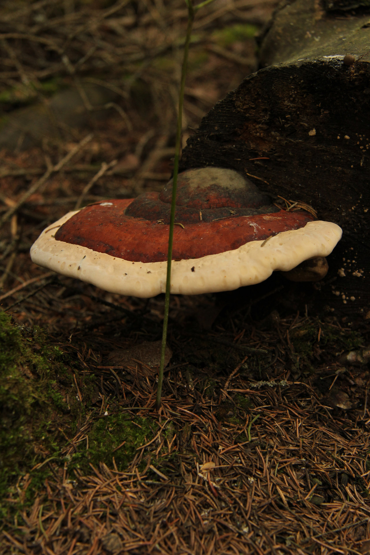 wild mushroom pine free photo