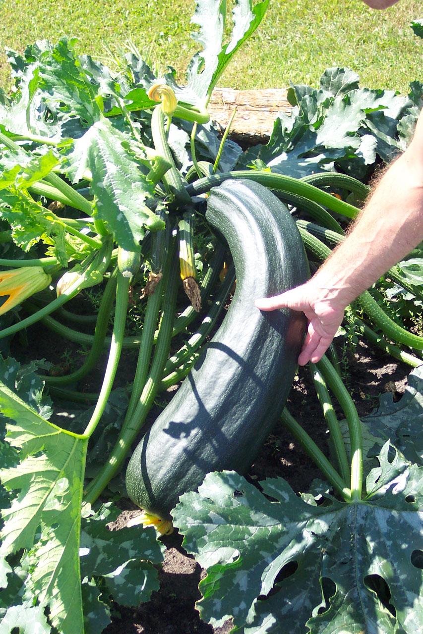 zucchini squash garden free photo