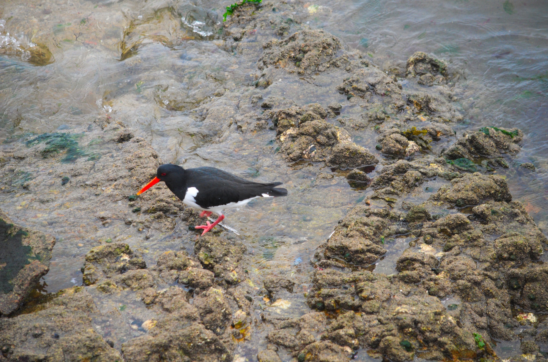 bird oyster bird sea bird free photo