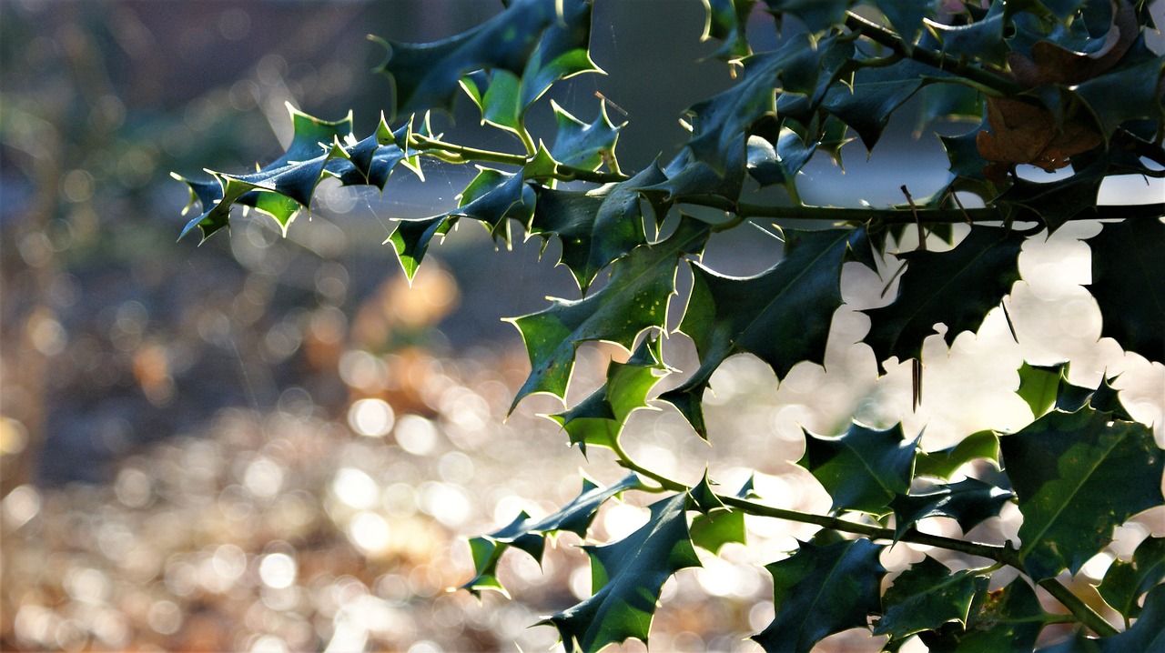 hulst  prickly  leaves free photo