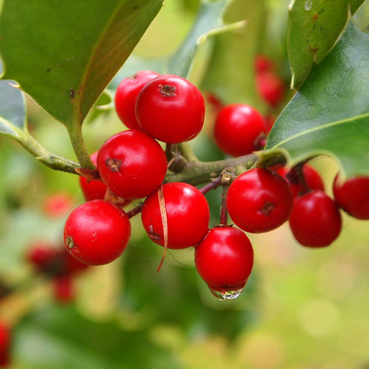 hulst berries red free photo