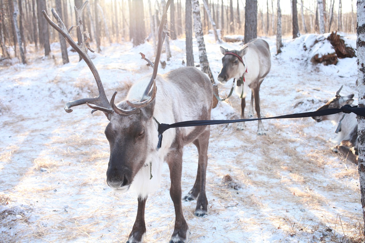 hulunbeir reindeer winter free photo