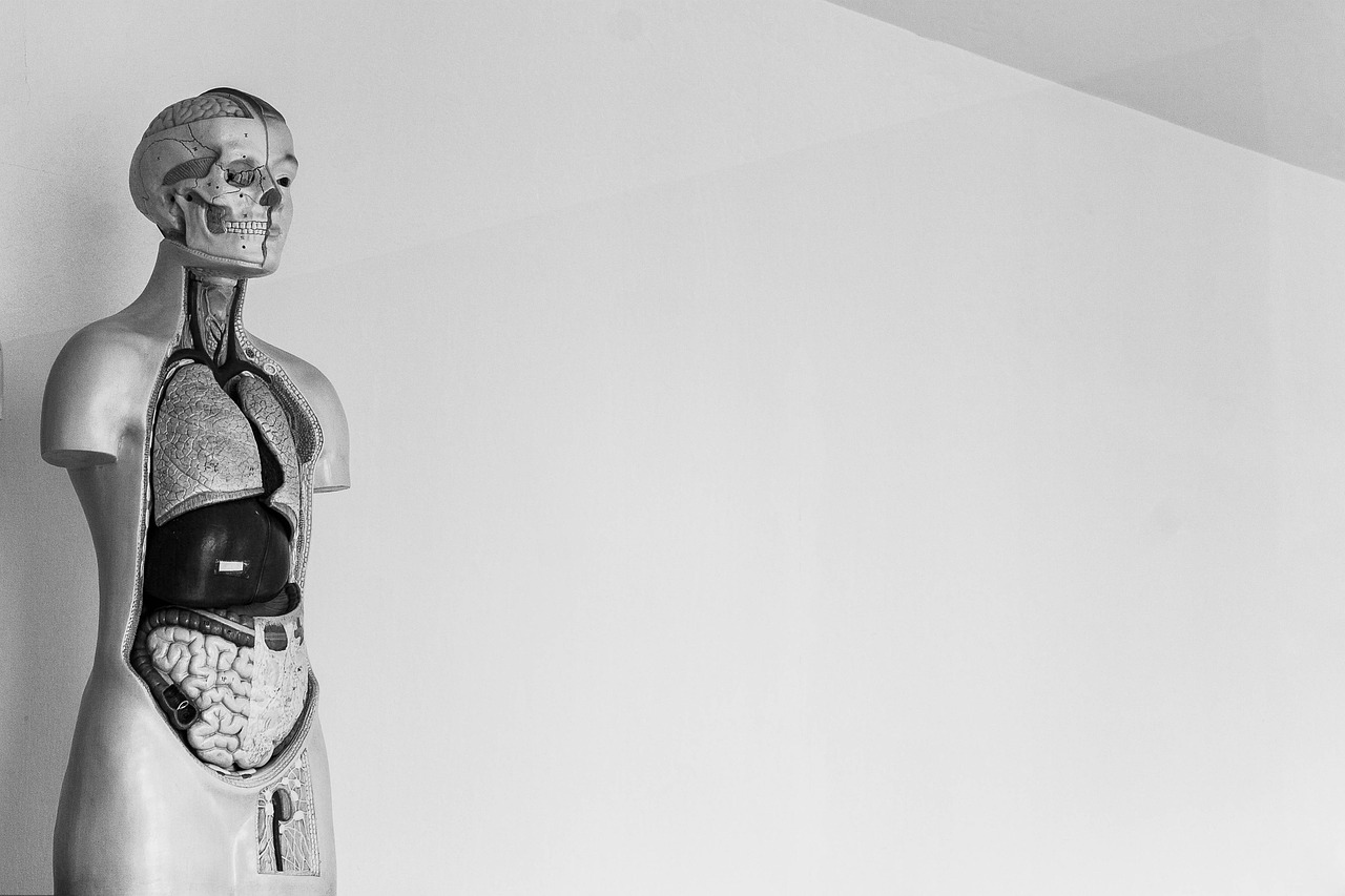human skeleton body free photo