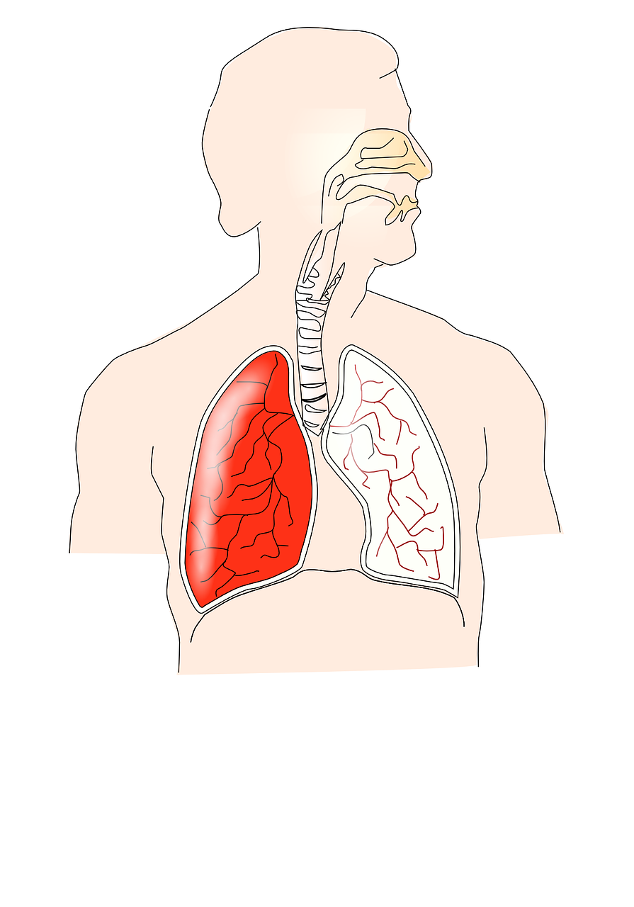 human respiratory lungs free photo