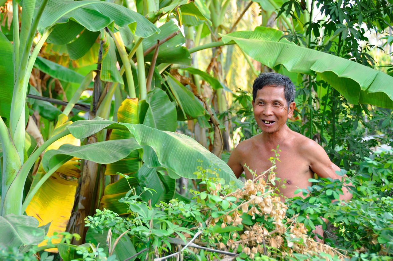 human kambotscha banana plantation free photo
