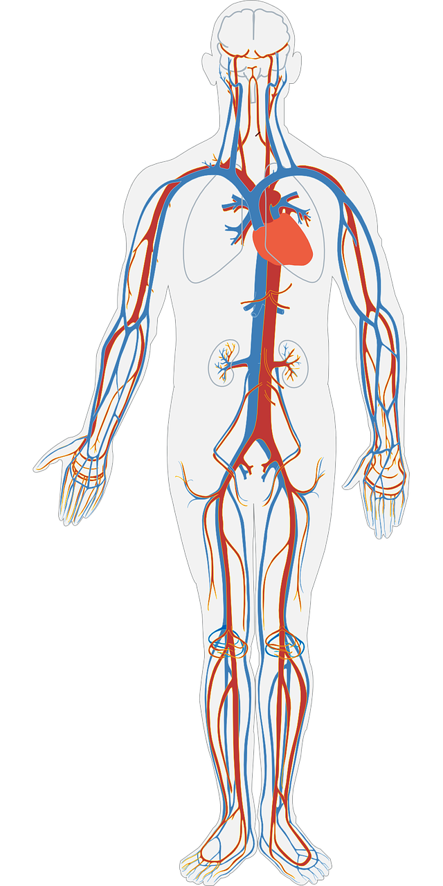 human body circulatory system circulation free photo