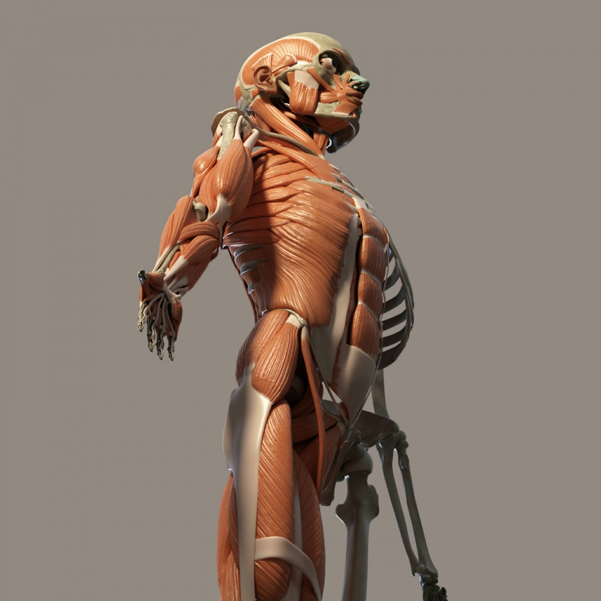 human body anatomy free photo