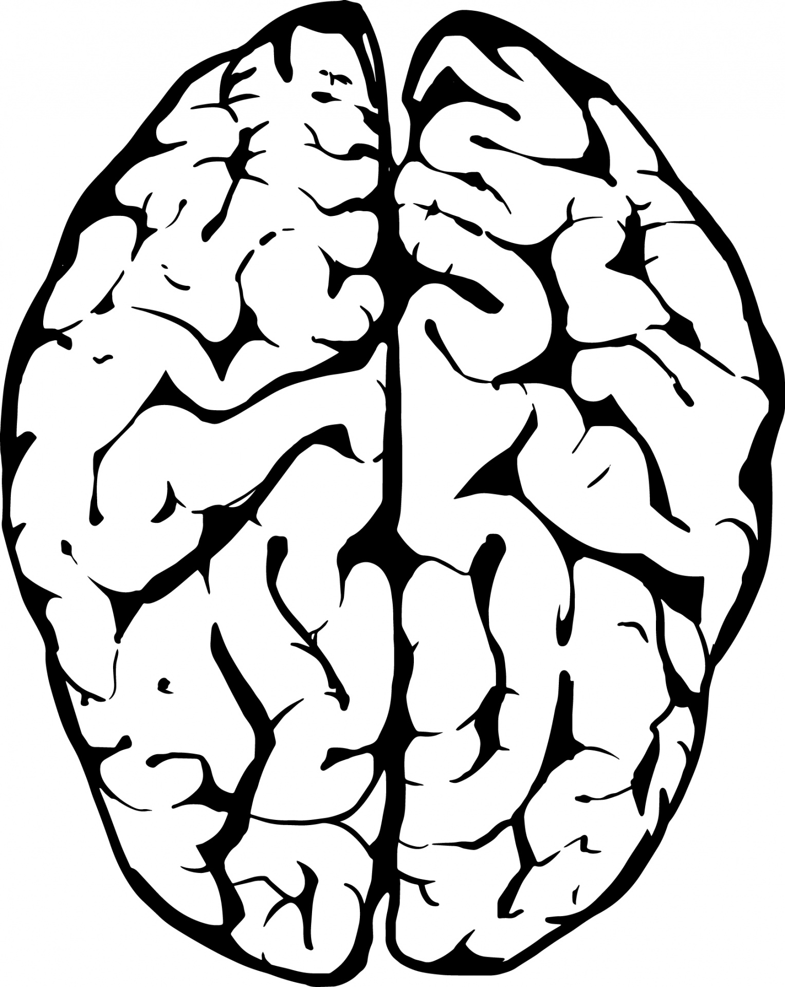 brain anatomy biology free photo