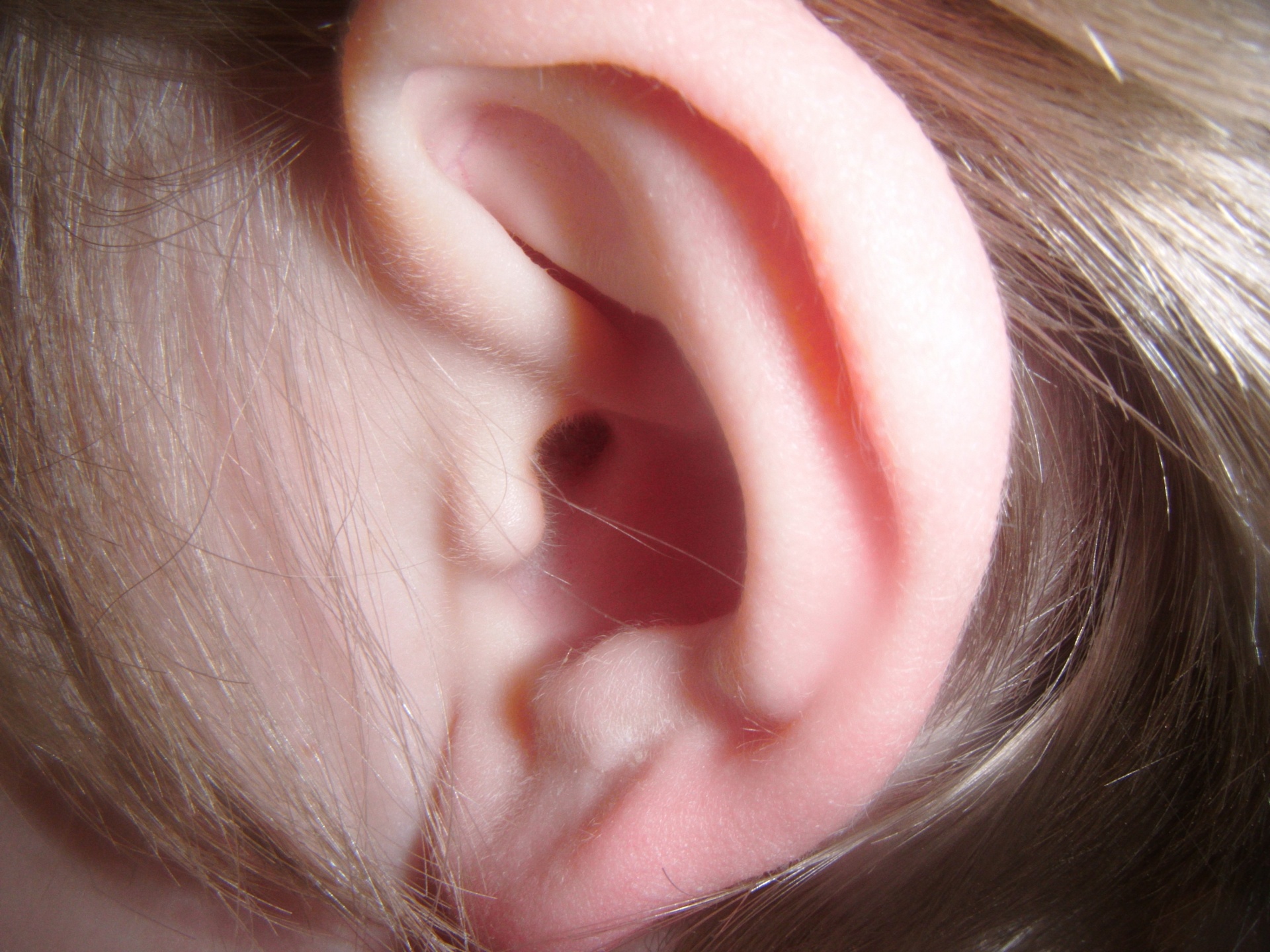 ear ears human free photo