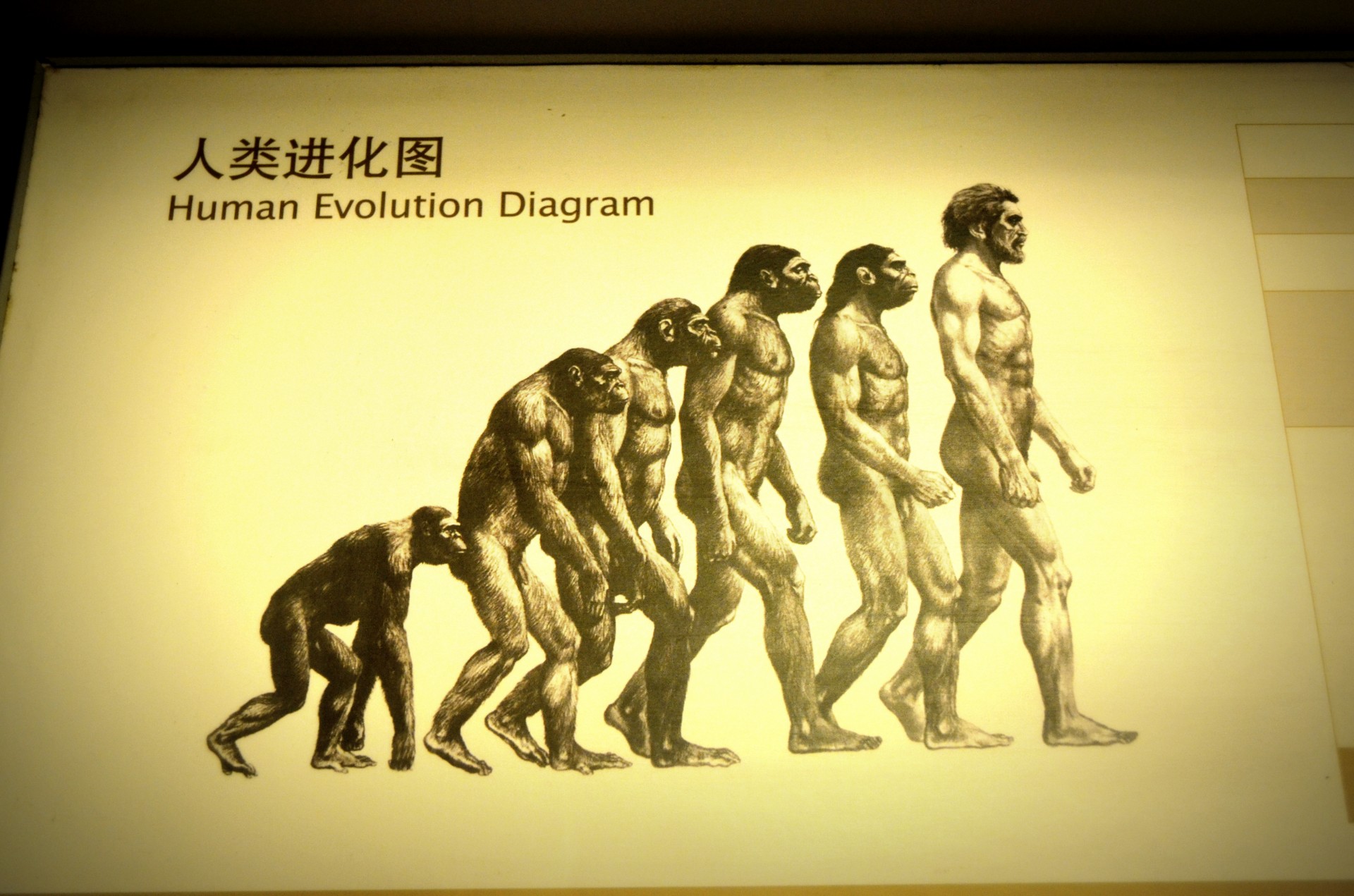 evolution human ape free photo