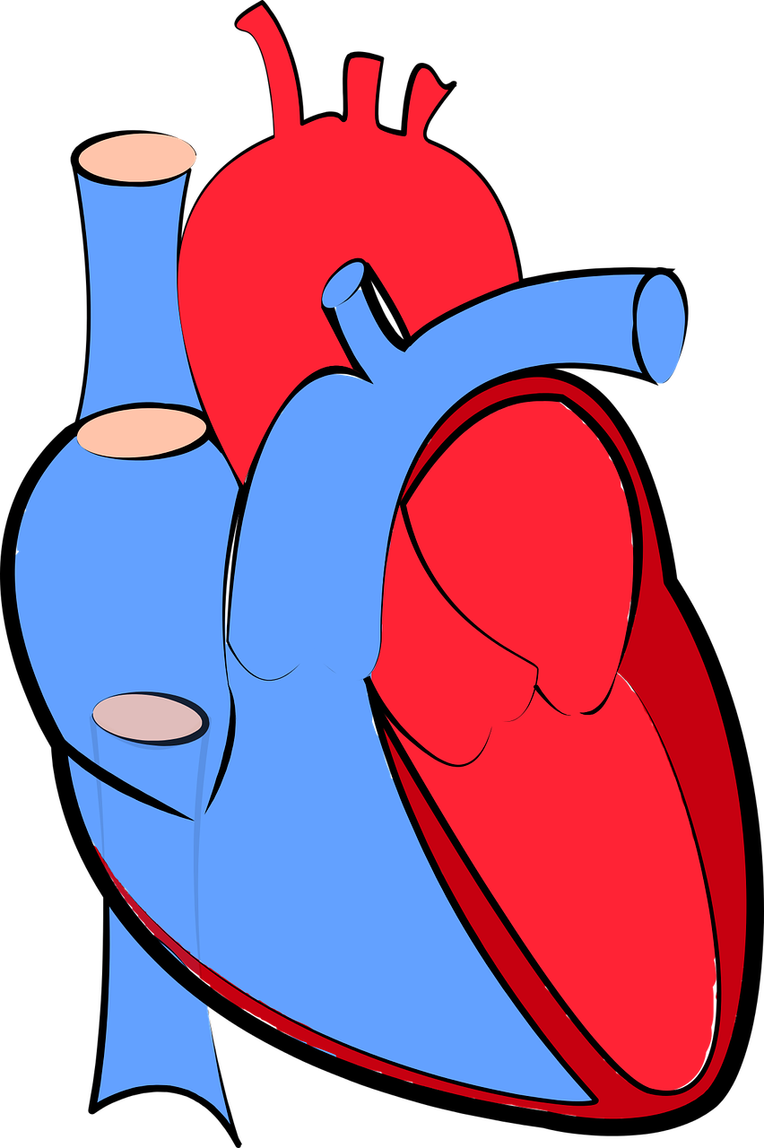 human heart blood flow oxygenated and deoxygenated free photo
