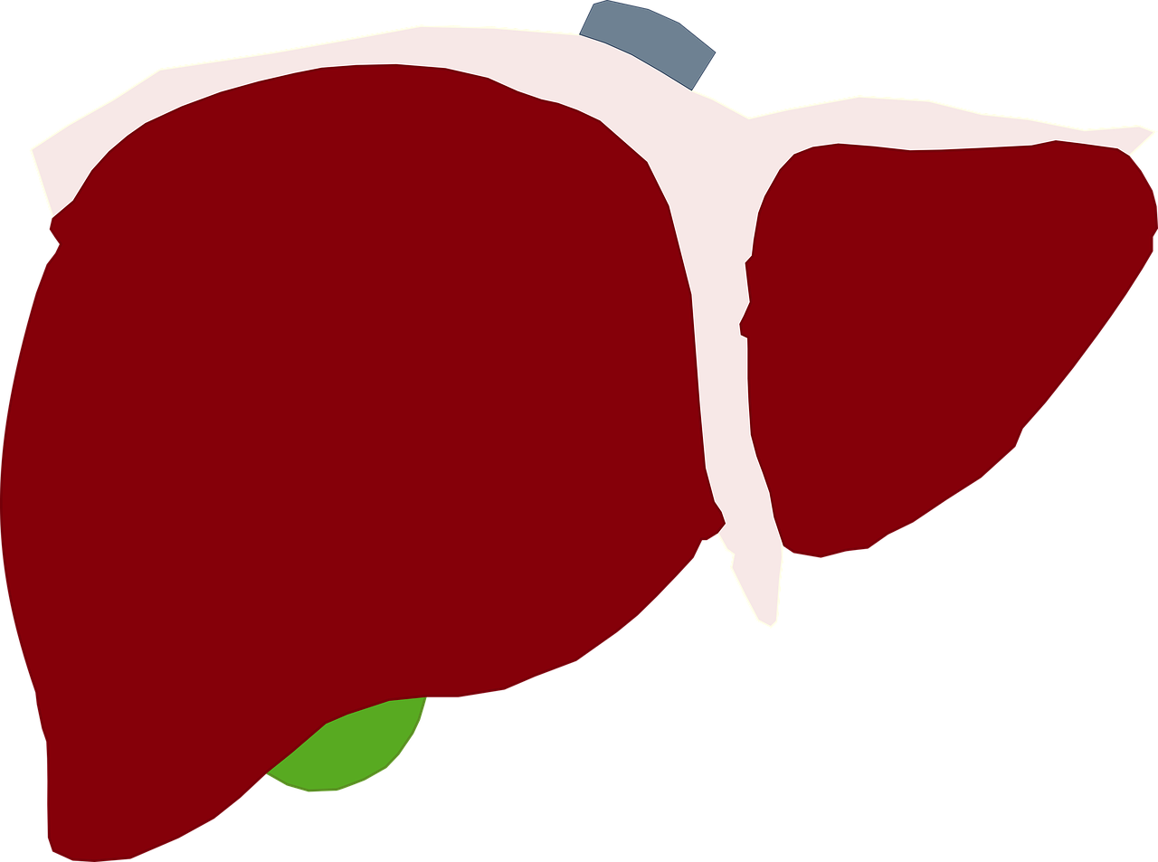 human liver  liver  red liver free photo