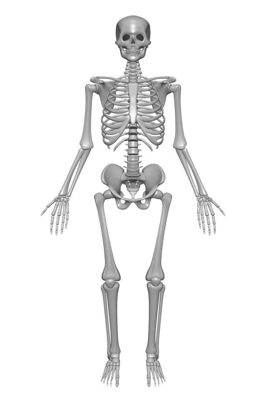human skeleton bones skull free photo