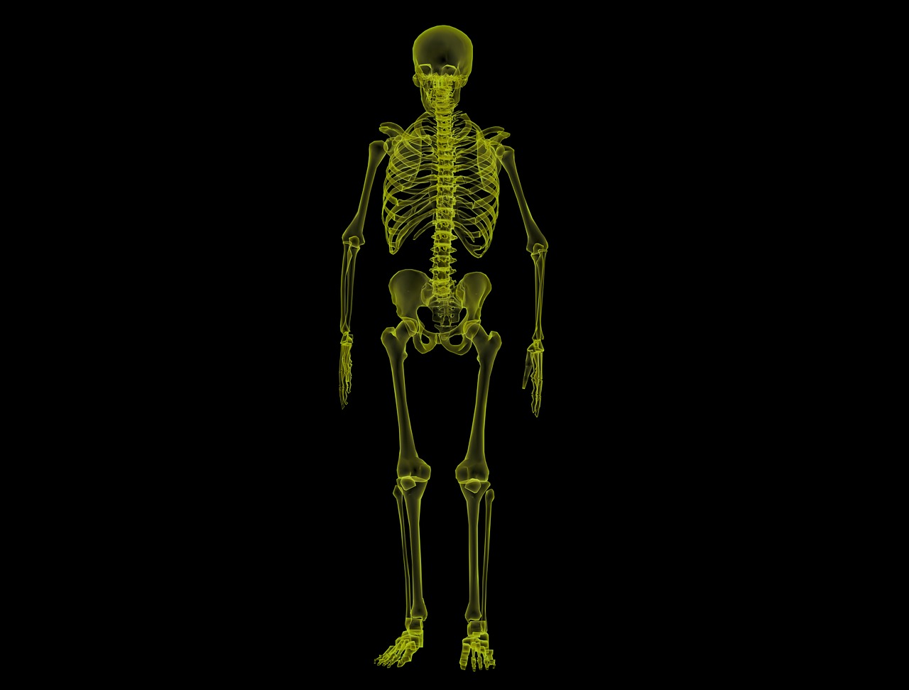 human skeleton anatomy bones free photo