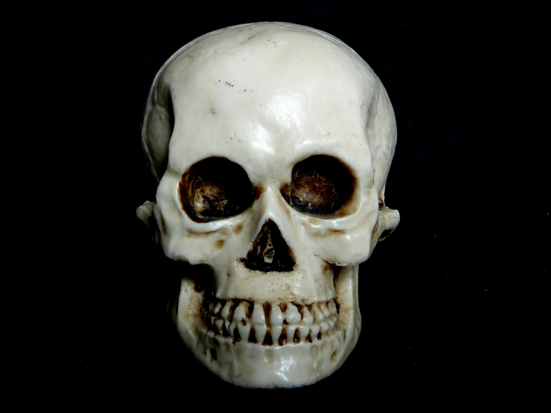skeleton skeletons skull free photo