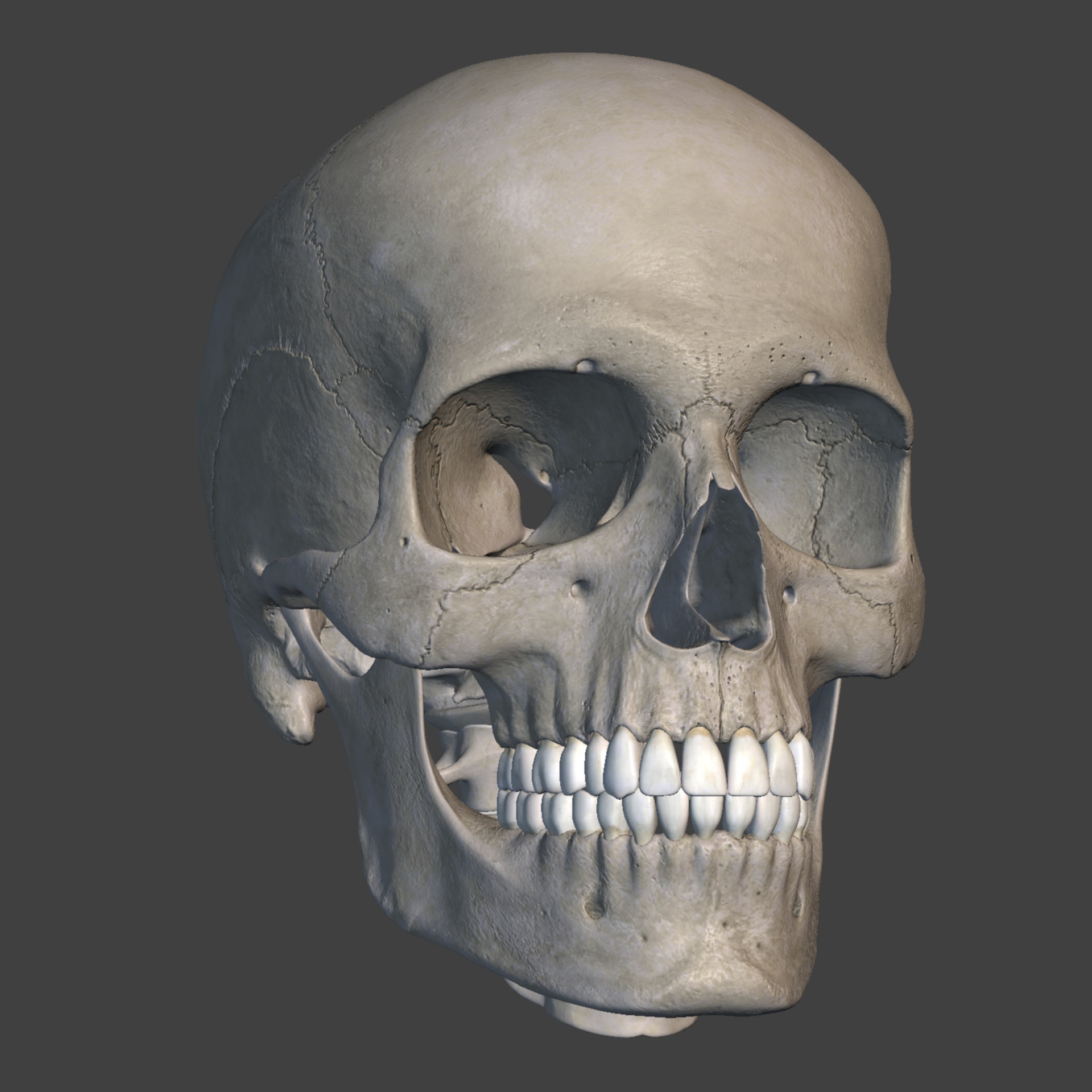 Фото черепа человека с зубами