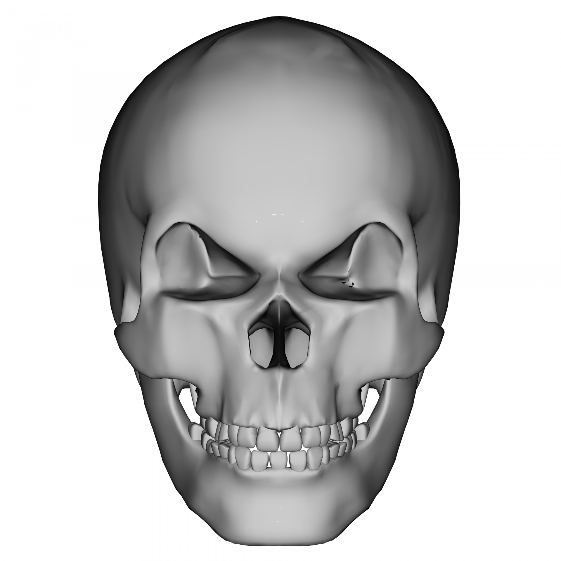 skull human front free photo