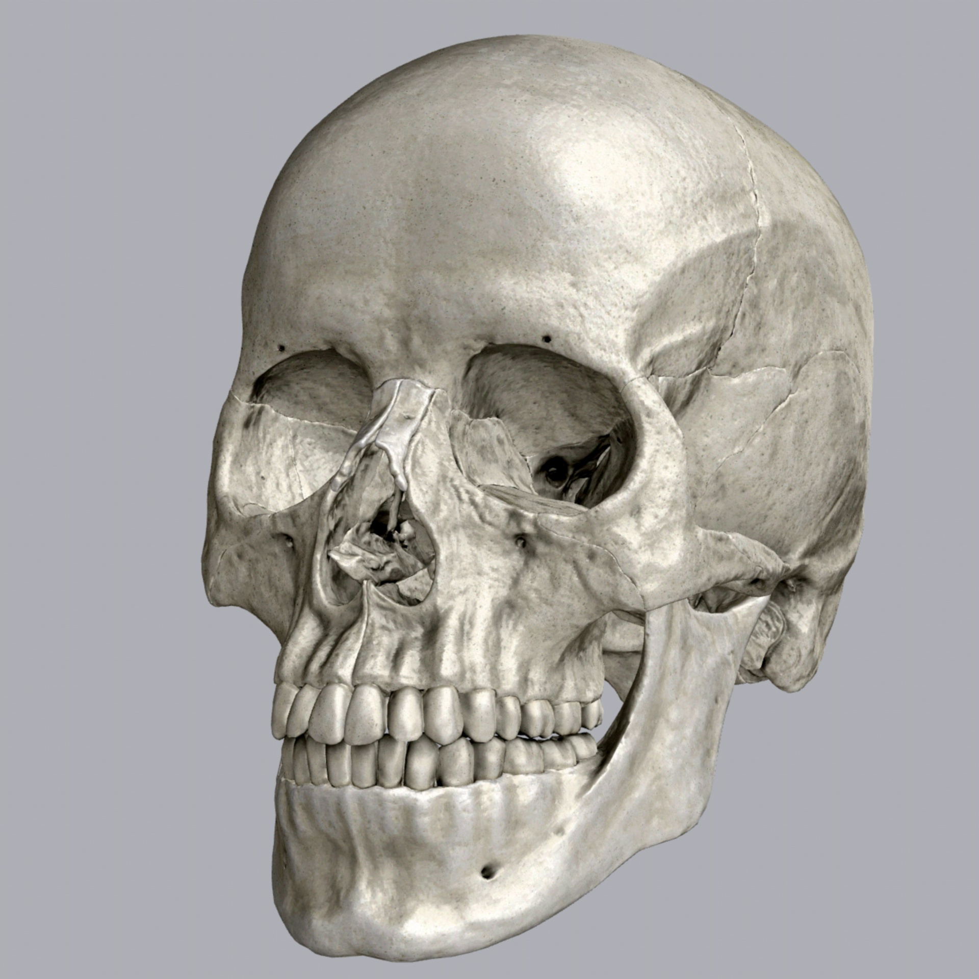 human skull 3d free photo