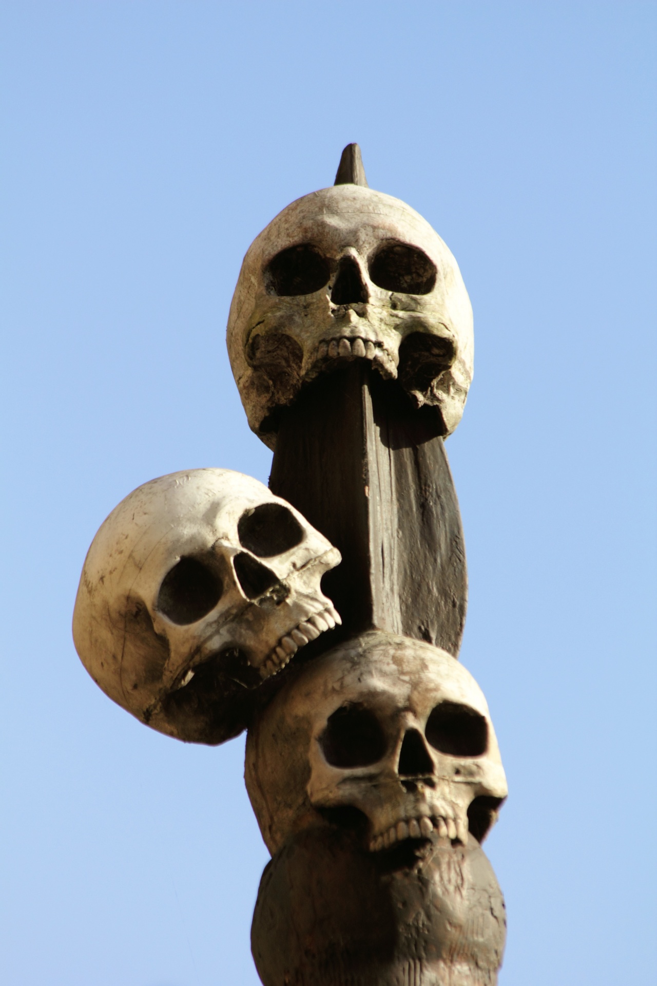uman skulls skeleton free photo