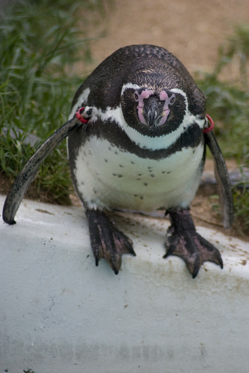 humboldt humboldt penguin penguin free photo