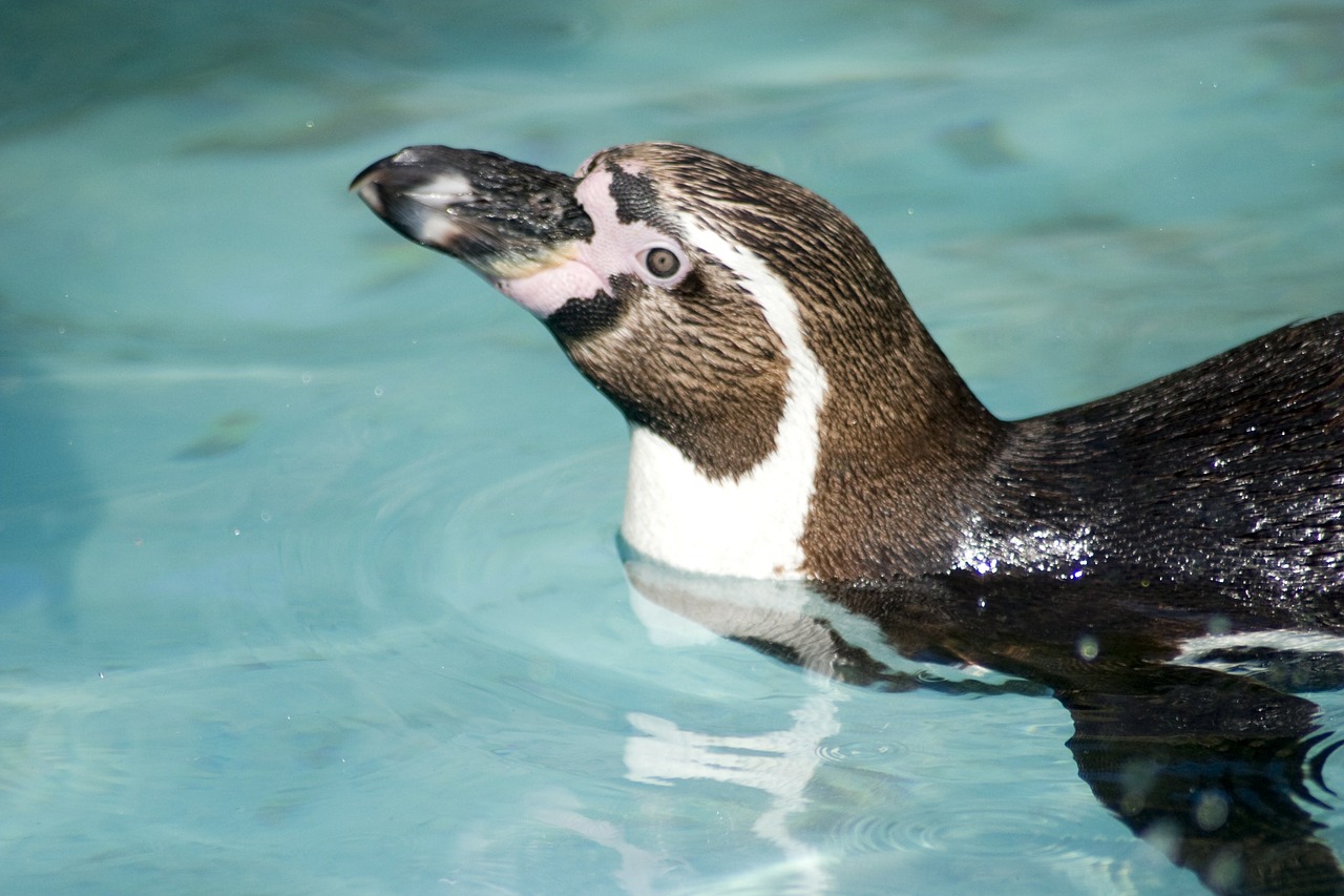 humboldt penguin penguin humboldt free photo