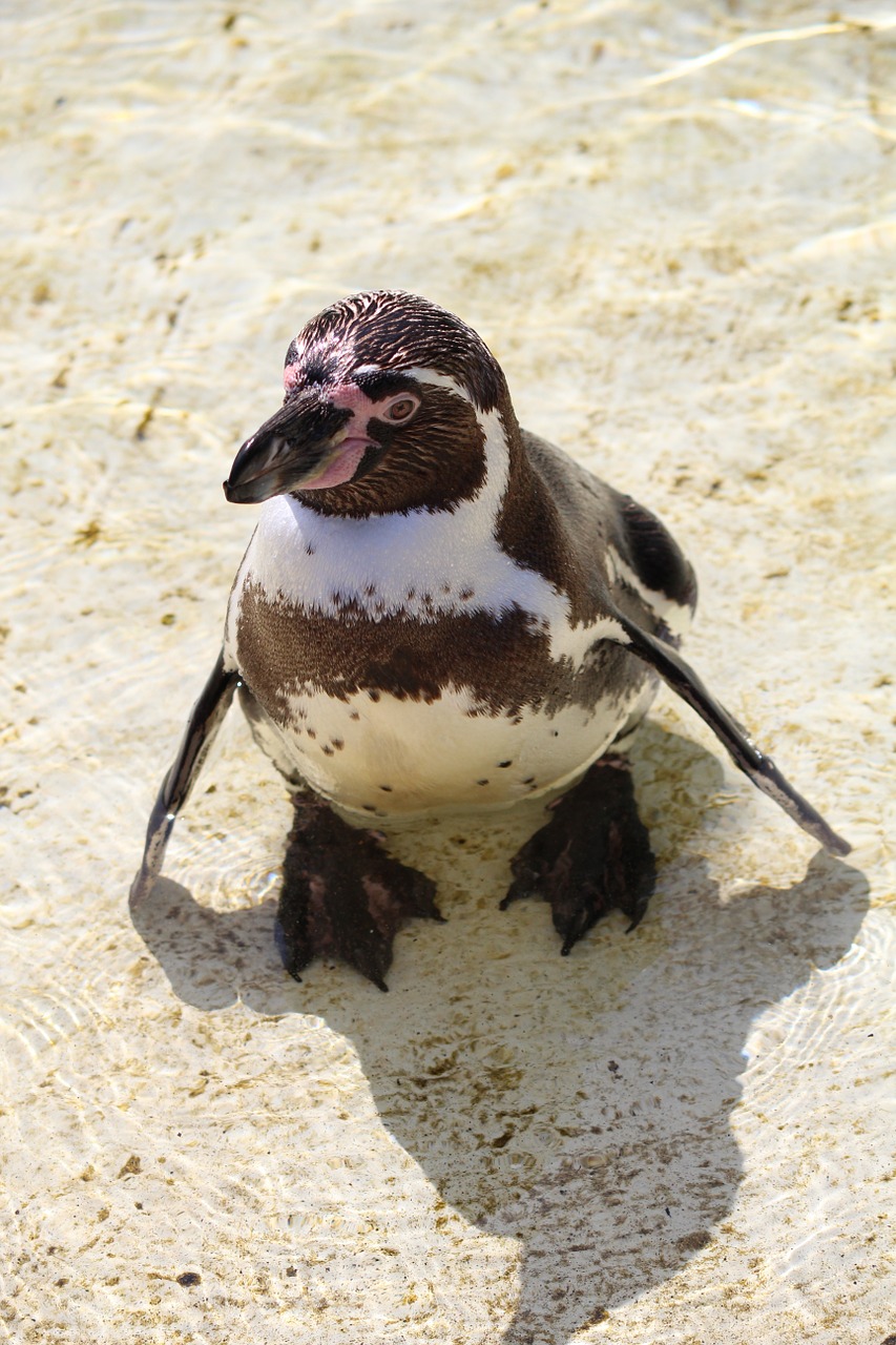 humboldt penguin penguin south america free photo
