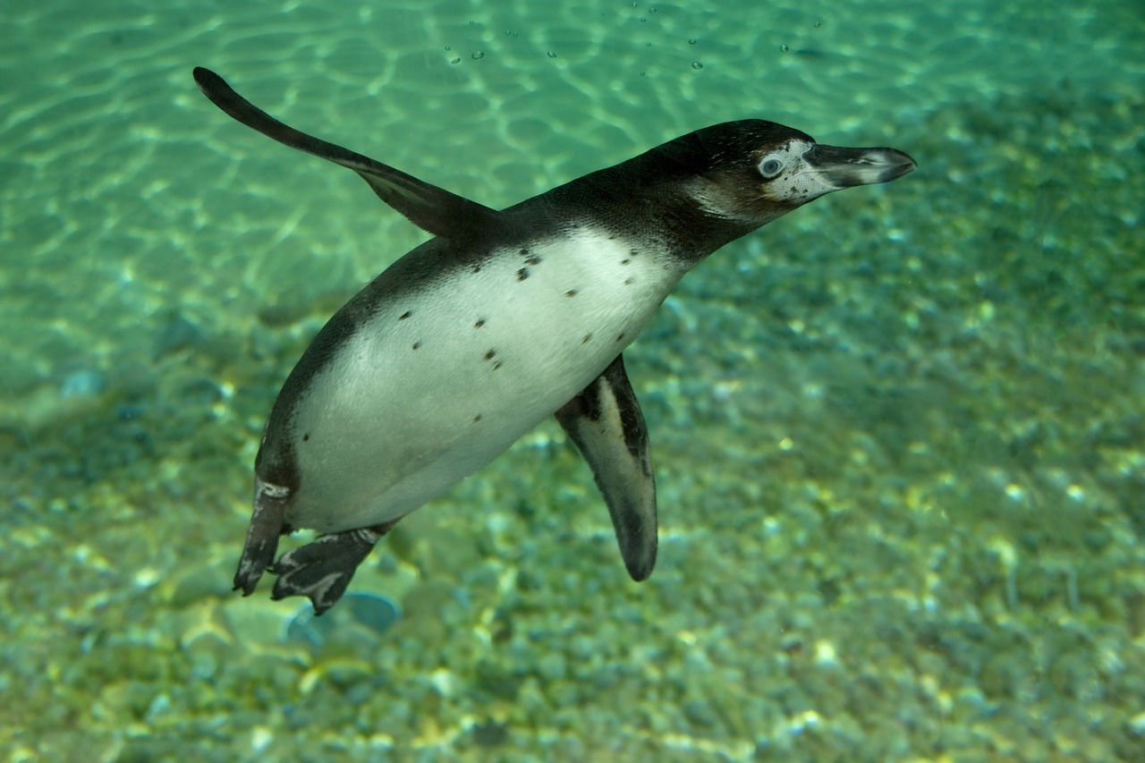 penguin humboldt animal free photo