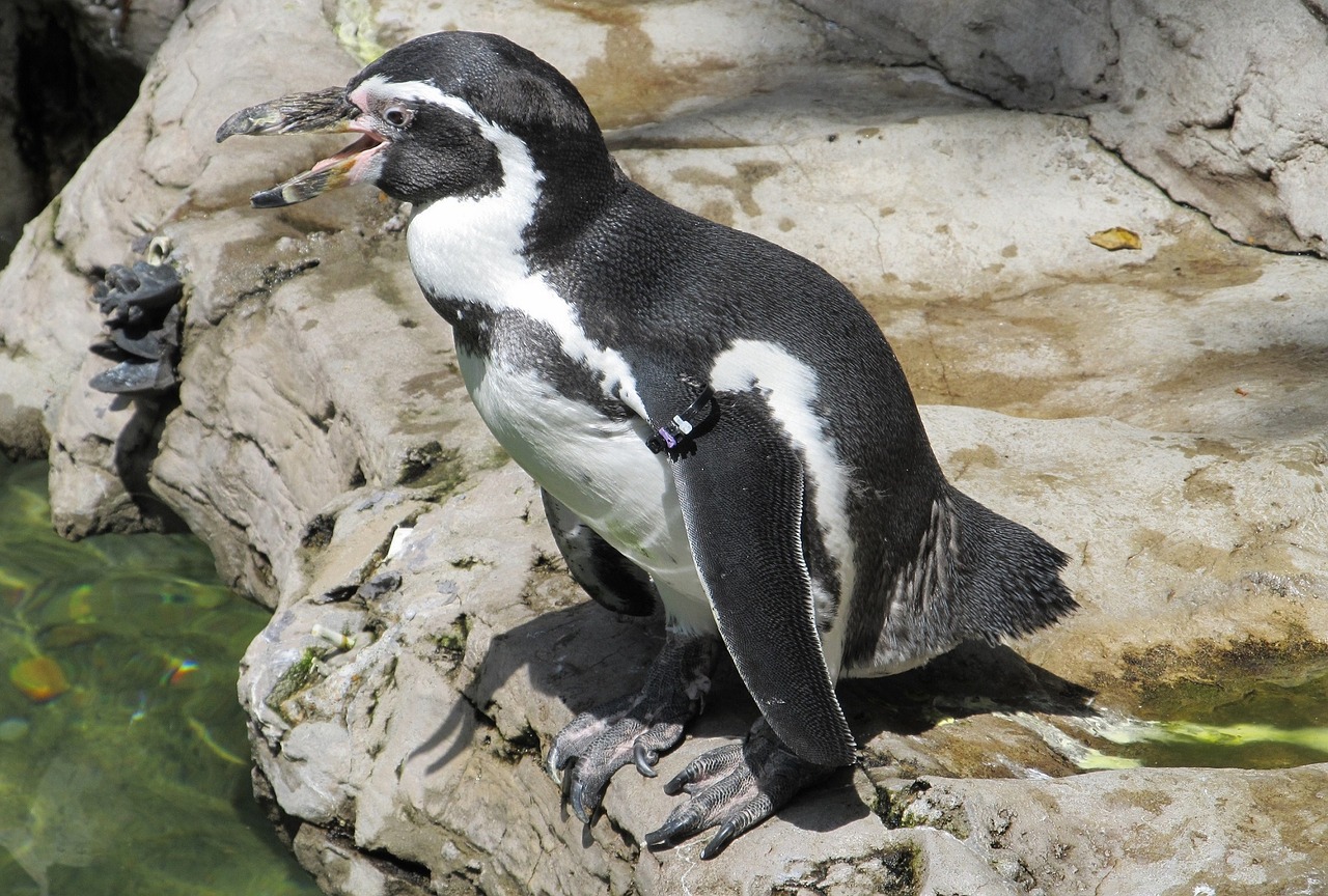 humboldt penguin cute nature free photo