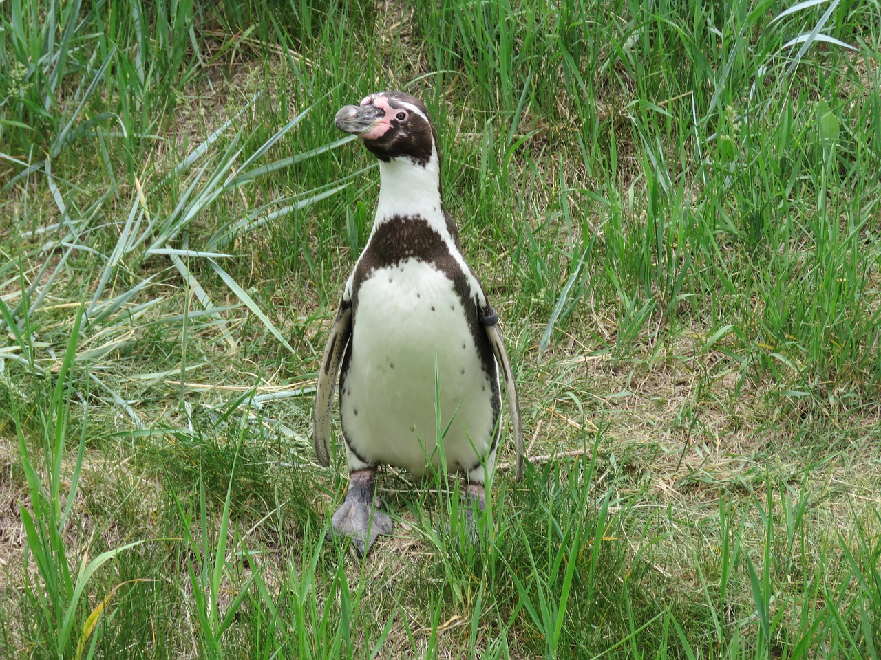 humboldt penguin penguin humboldt free photo
