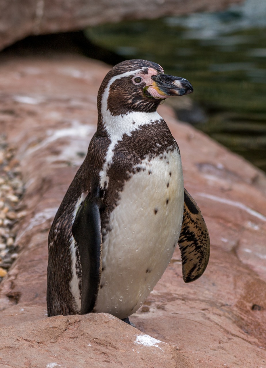 humboldt penguin penguin water bird free photo