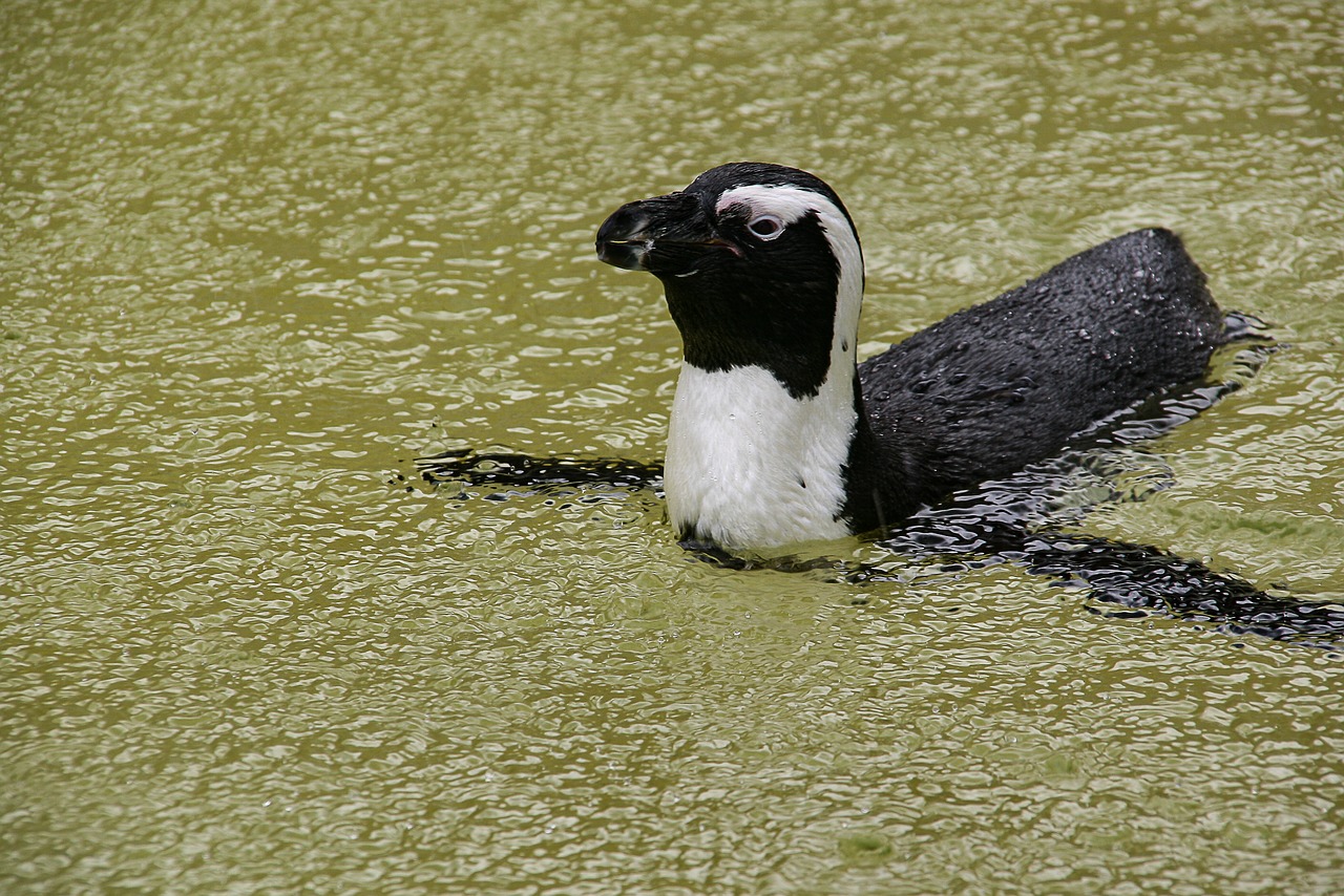 humboldt penguin bird water free photo