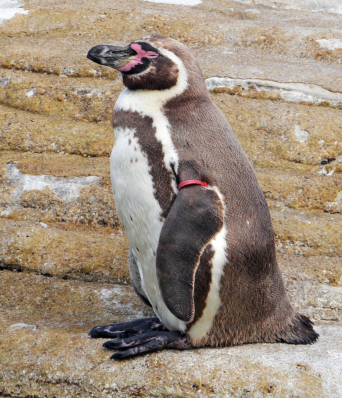 humboldt penguin  ozeaneum  stralsund free photo