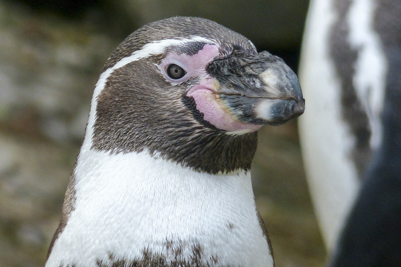 humboldt penguin penguin animal free photo