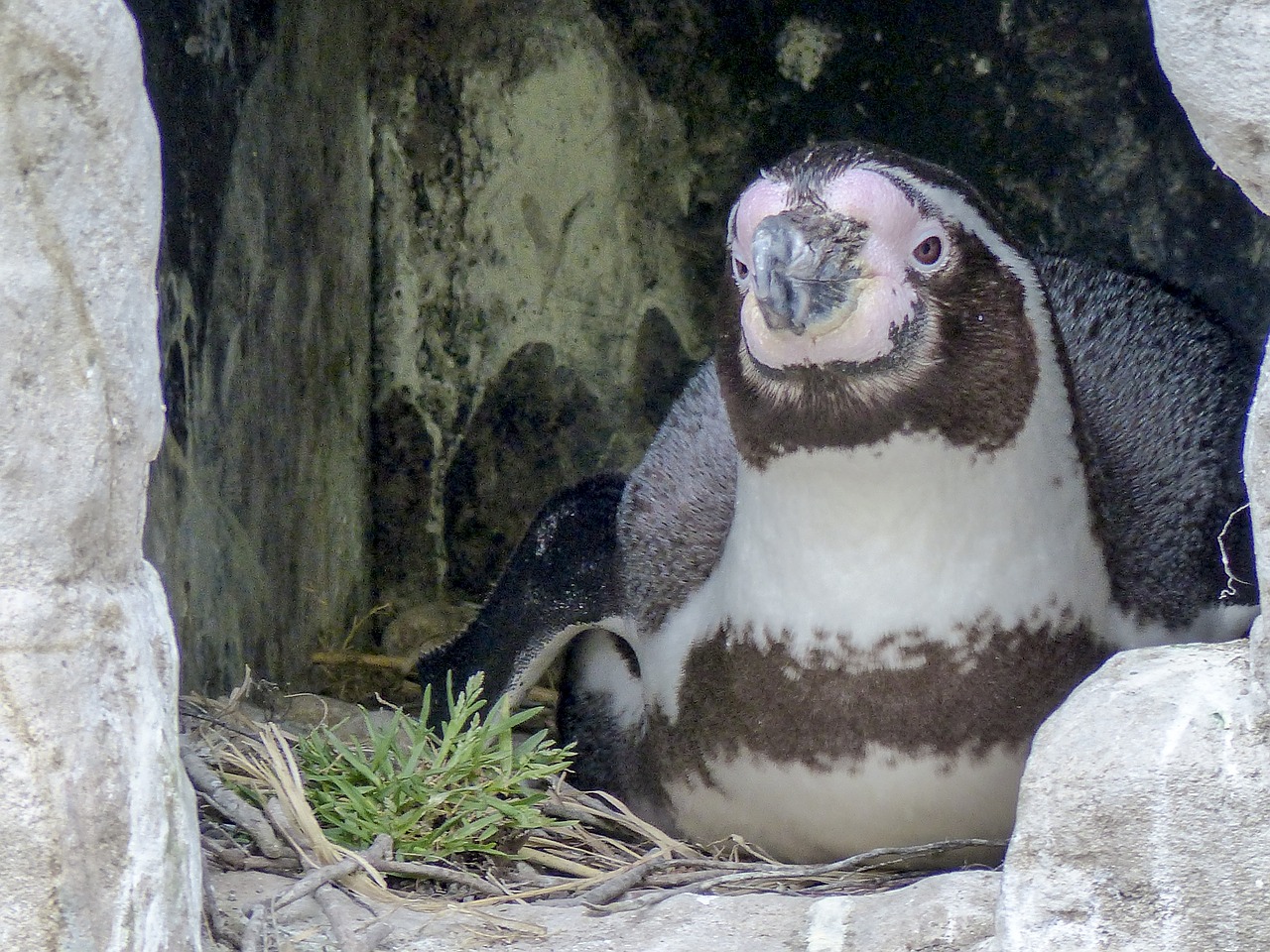 humboldt penguin breeding penguin free photo